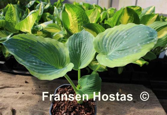 Hosta Stan the Man